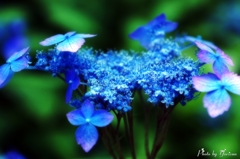 紫陽花