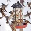 Sparrow