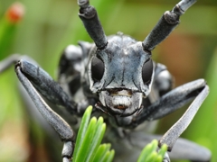 ゴマダラカミキリ