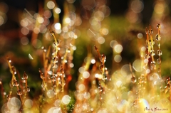 Moss