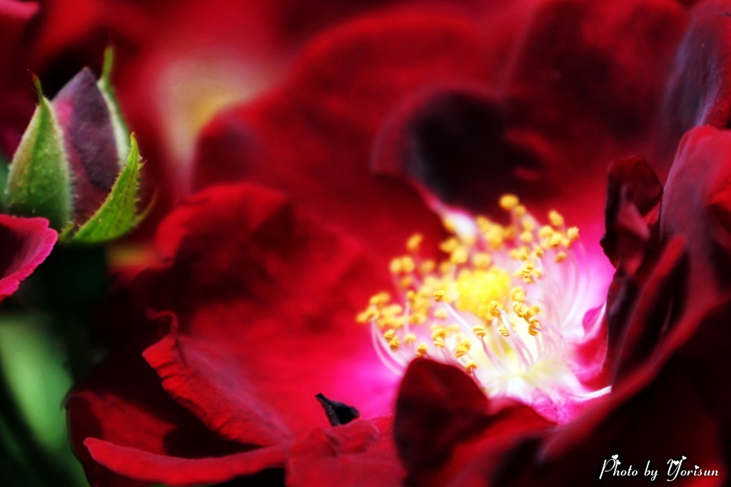 薔薇