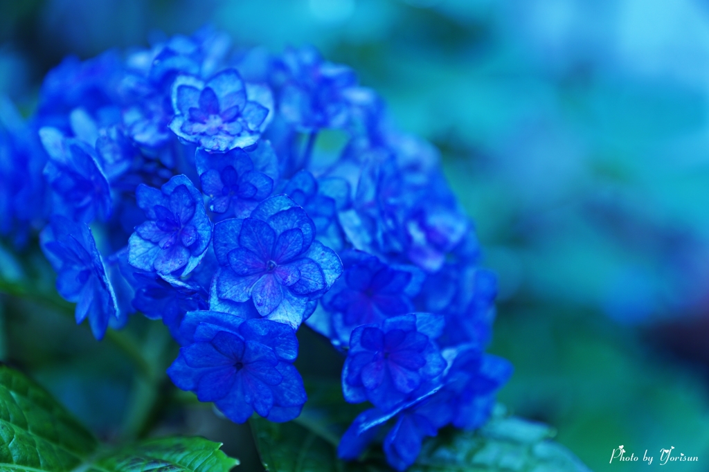 紫陽花6-17-L-01