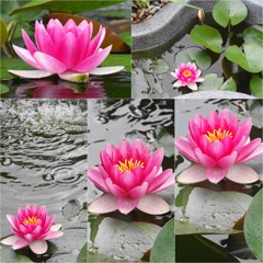 小さな池の赤いスイレン
