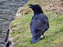 ハシブトカラス4-26-01