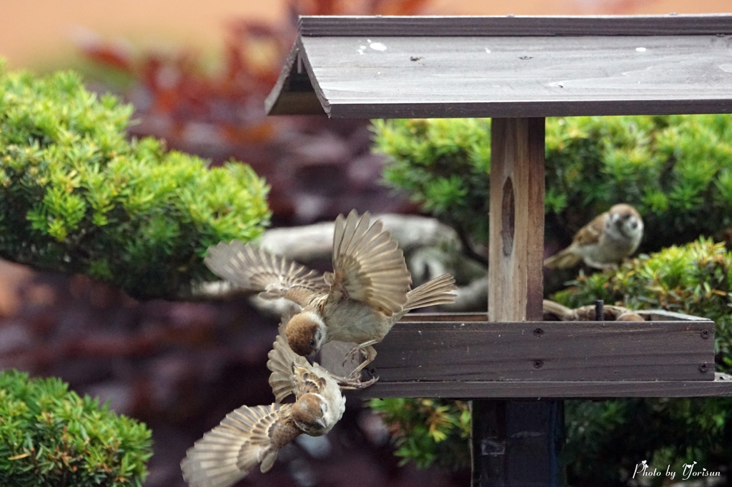 Sparrow-1