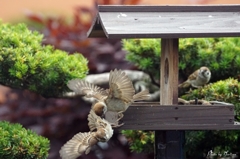 Sparrow-1