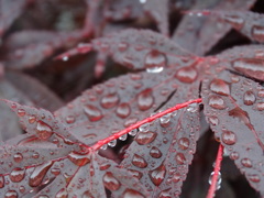水滴