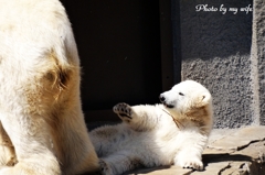 シロクマの赤ちゃん