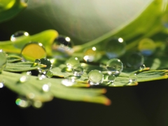 Drops of morning