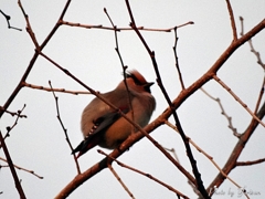 ヒレンジャク4-22-04