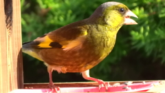 カワラヒワ