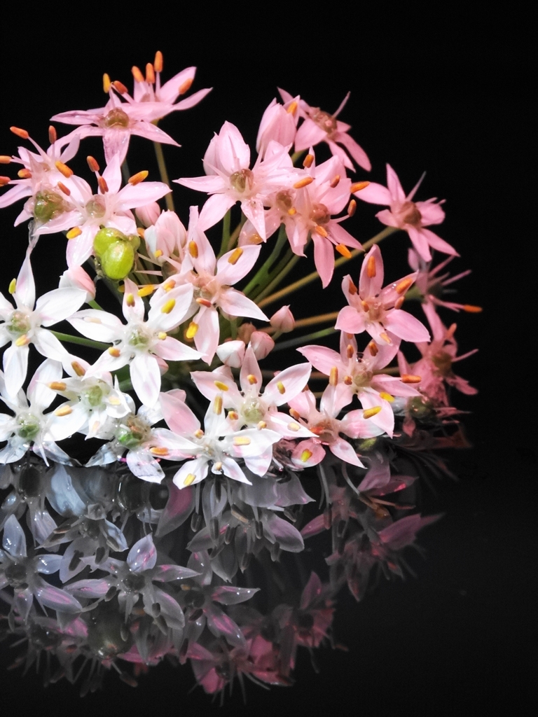 夜桜もどき