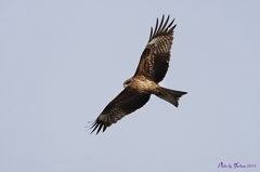 　トビ（トンビ）　　　Black Kite　