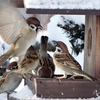 Sparrow1-27-01