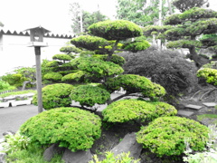 いちいの木（オンコの木）