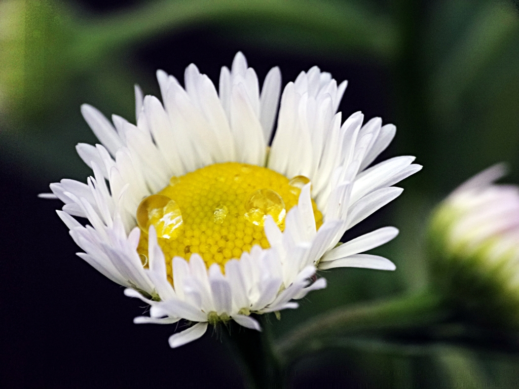 ヒメジョオンannual fleabane