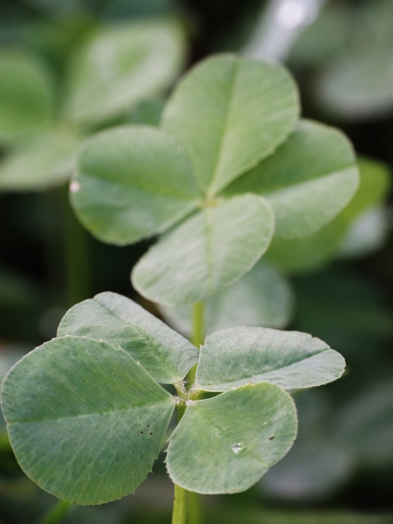 Four-leaf brother