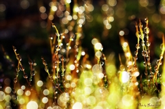 Moss04-01-06