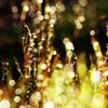 Moss04-01-06