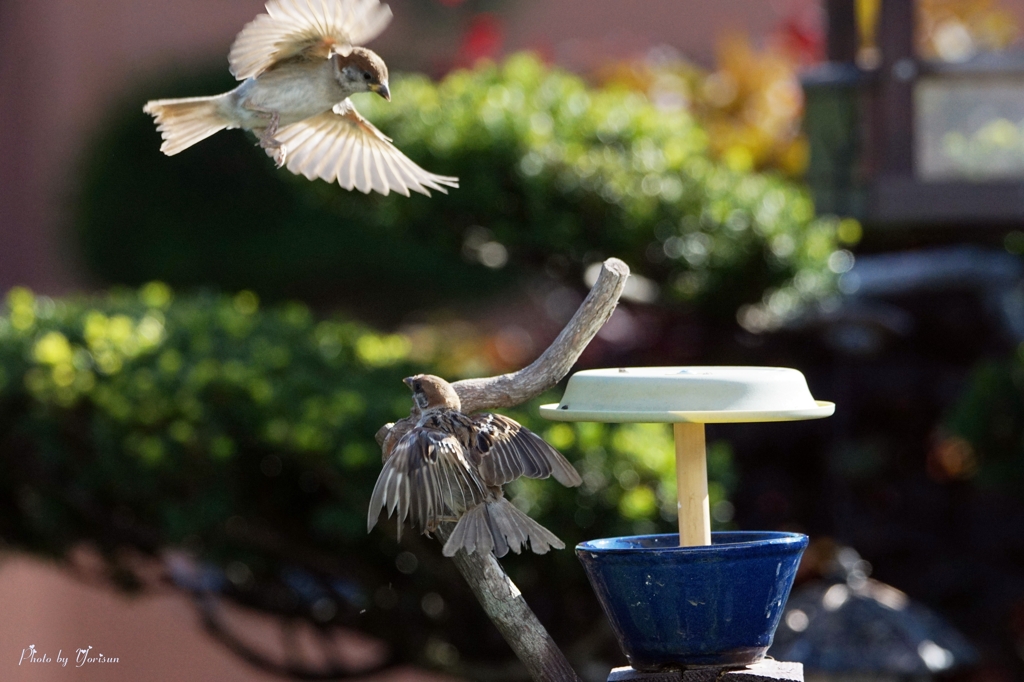 Sparrow
