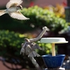 Sparrow