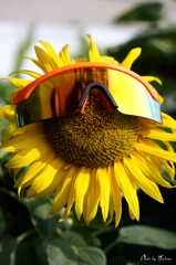 Sunflower and Sunglasses﻿