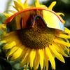 Sunflower and Sunglasses﻿