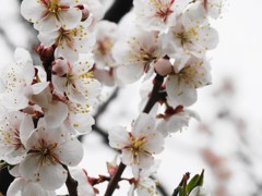 平岡公園の梅-02