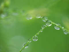 小さい雫
