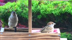 カワラヒワの若鳥とスズメのツーショット