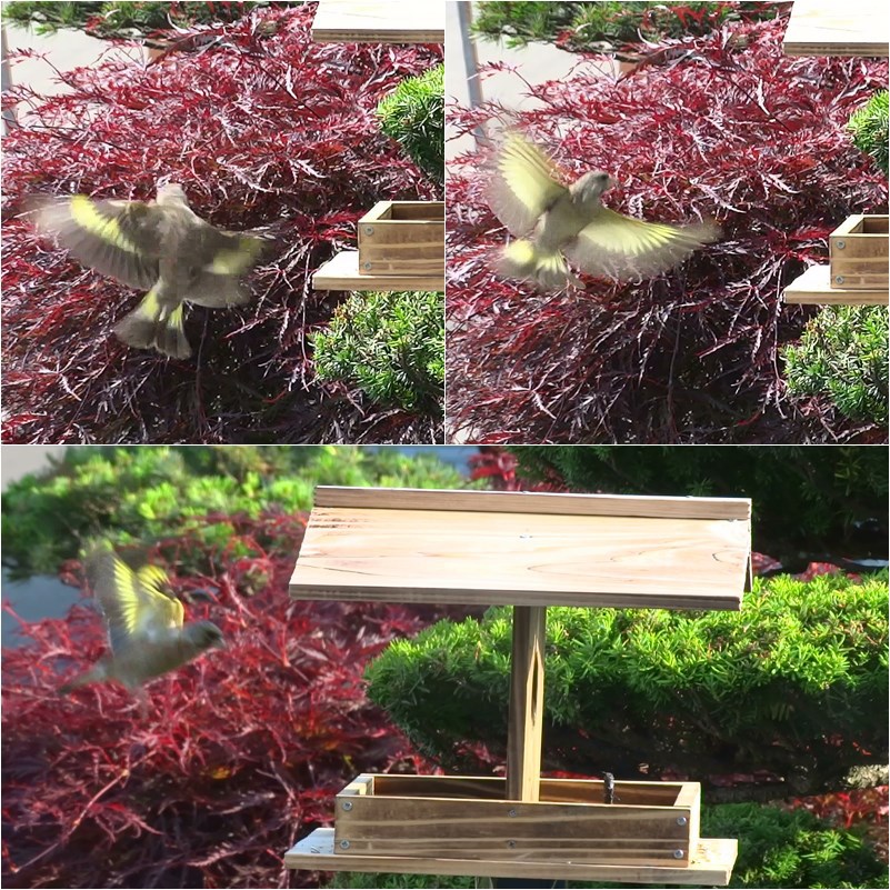 羽ばたき