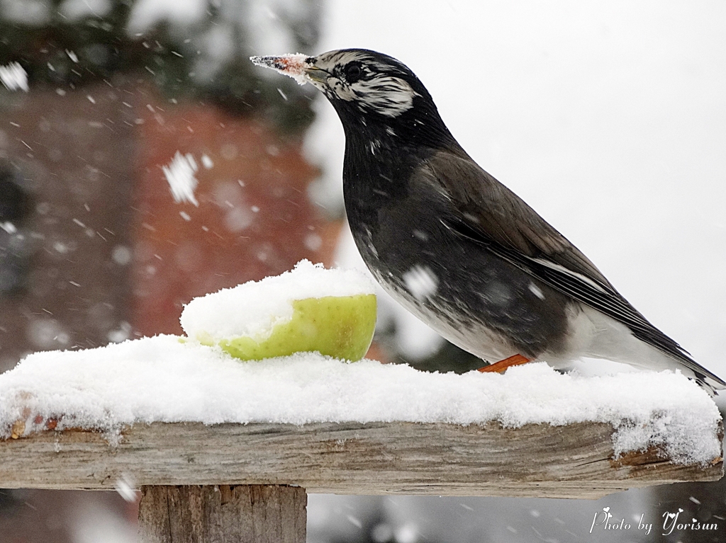 White-cheeked Starling-02