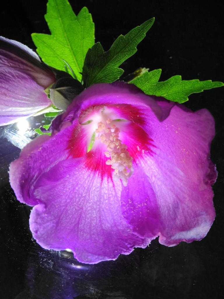 ムクゲ (Rose of Sharon)
