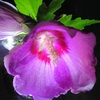 ムクゲ (Rose of Sharon)