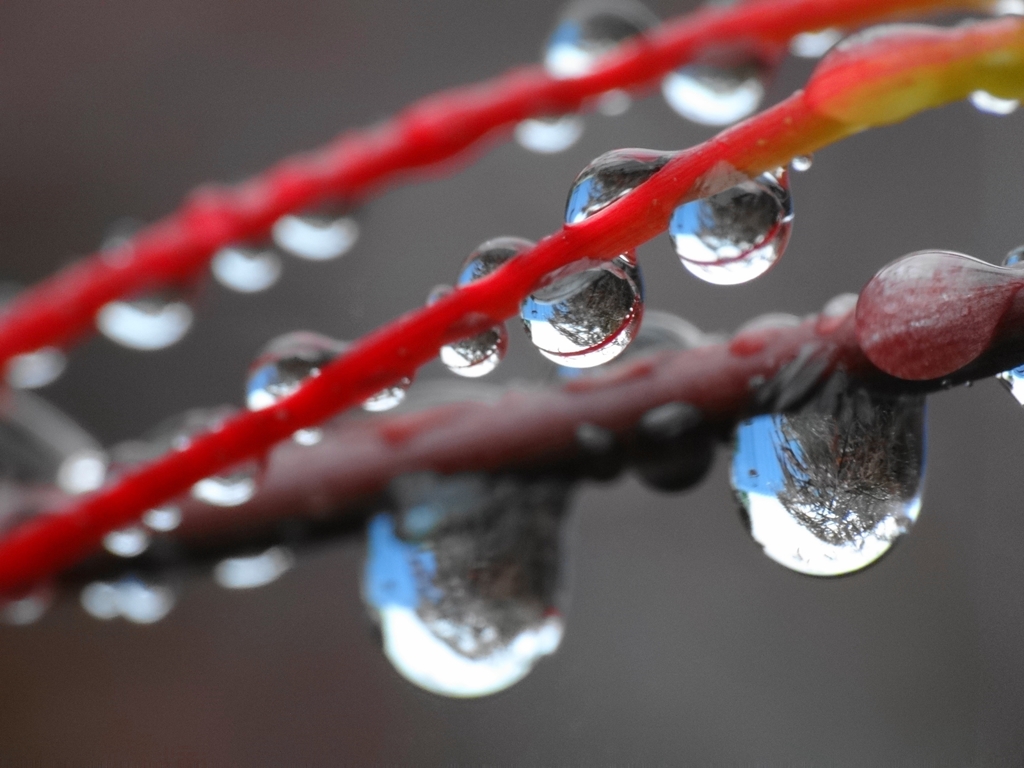 今日も雨