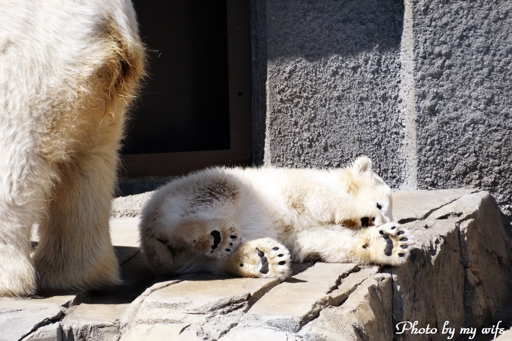 シロクマの赤ちゃん