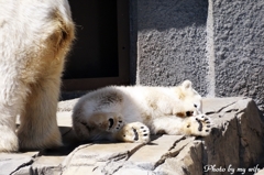 シロクマの赤ちゃん