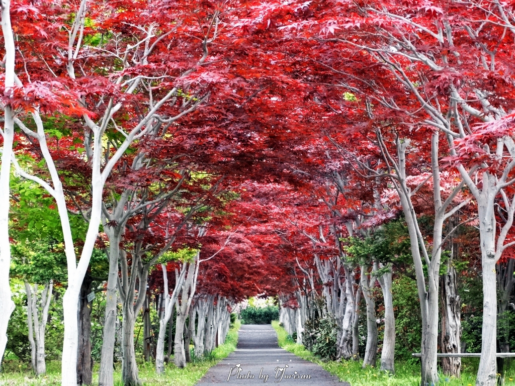 平岡樹芸センター5-24-06