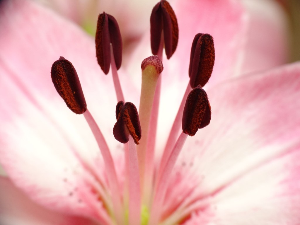 百合の花