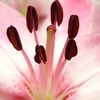 百合の花