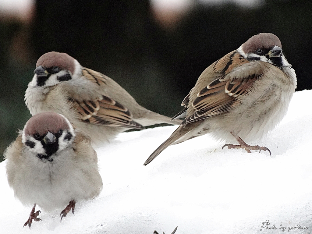 Sparrow12-21-02