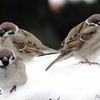Sparrow12-21-02