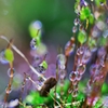 Moss