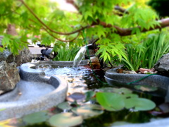 庭の小さな池