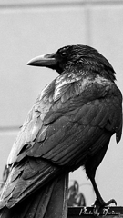 ハシブトガラス5-17-03