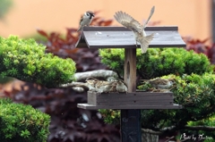Sparrow-3