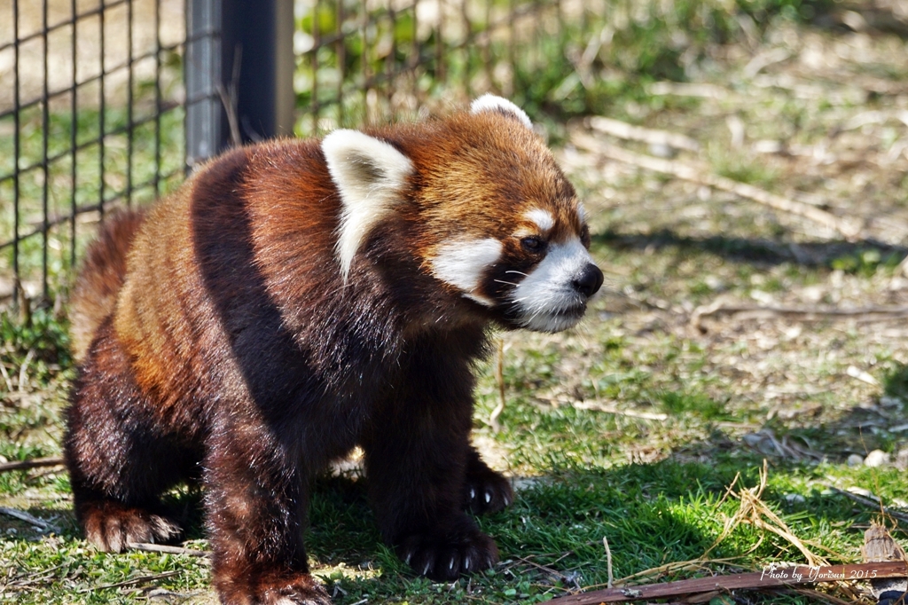 レッサーパンダ