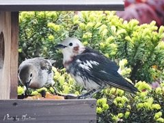 コムクドリ5-18-01