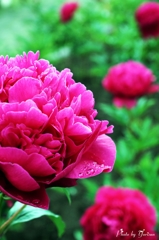 芍薬シャクヤク