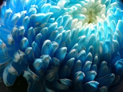 丸い菊（ブルー）